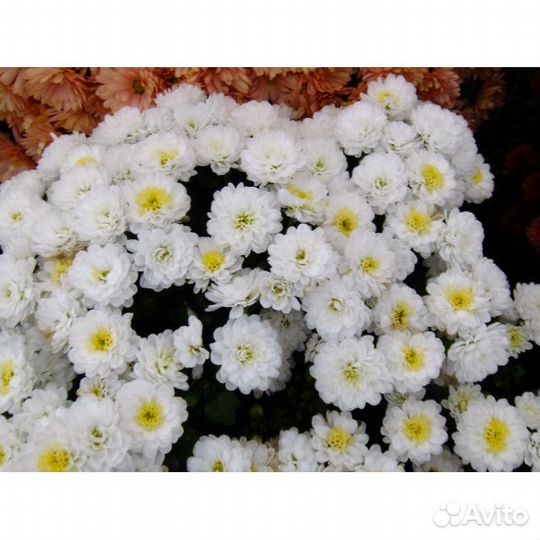 Хризантемы мультифлора