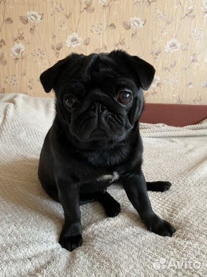 Мопс вязка мальчик