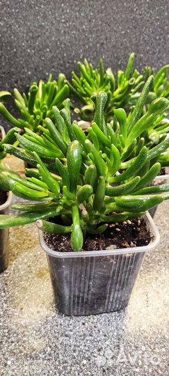 Крассула толстянка