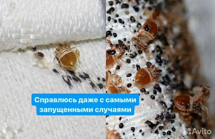 Уничтожение клопов, тараканов, грызунов