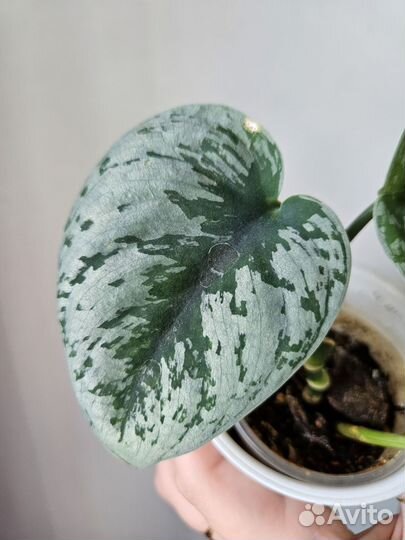 Филодендрон Бурле Маркс Вар и Сциндапсус Экзотика