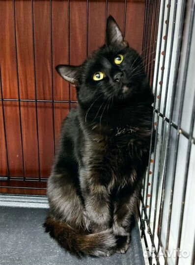 Красивый,изящный,добрый котик - 1 год