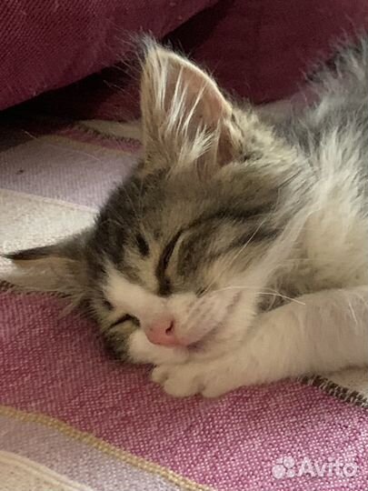 Котенок бесплатно