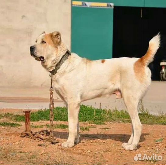 Щенки Среднеазиатская овчарка