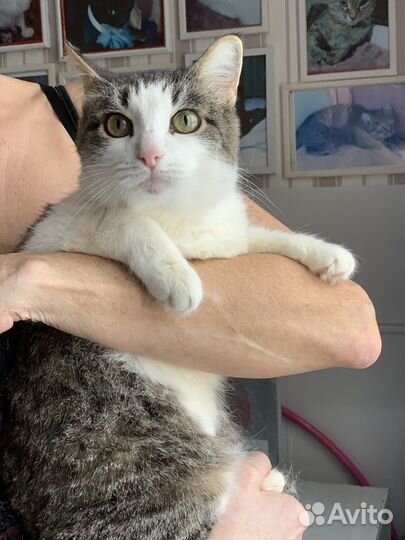 Кошки бесплатно