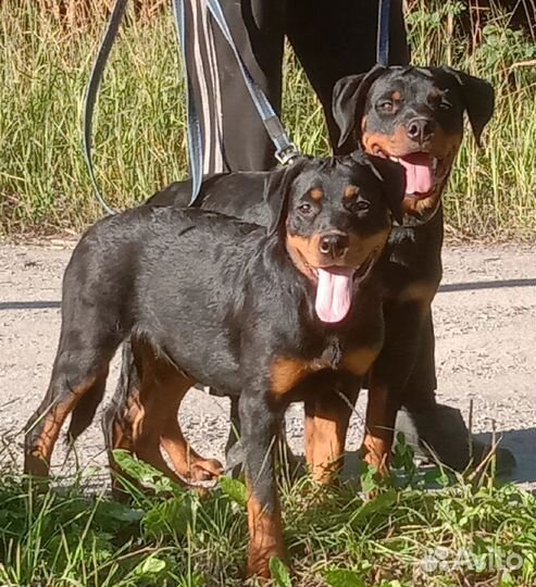 Подрощенные щенки