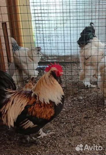 Фавероль яйцо на инкубацию, цыплята