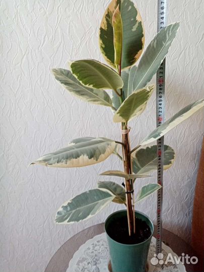 Фикусы Белиз, Тинеке, Мелони, Даниэль