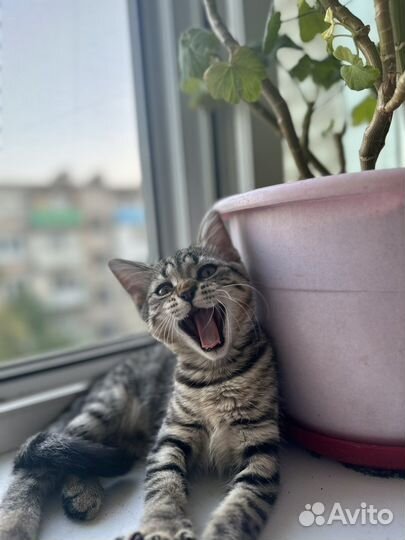 Котенок девочка бесплатно