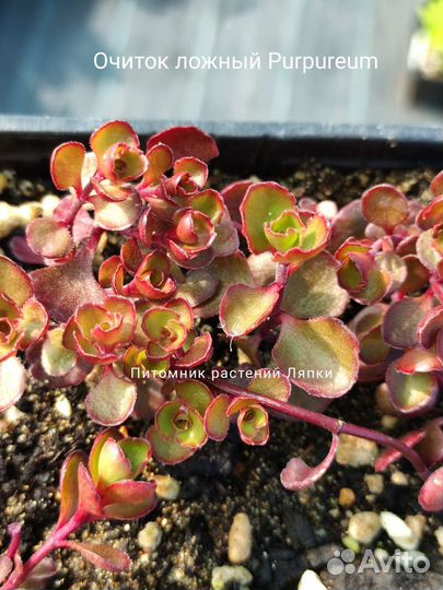 Очиток ложный пурпурный