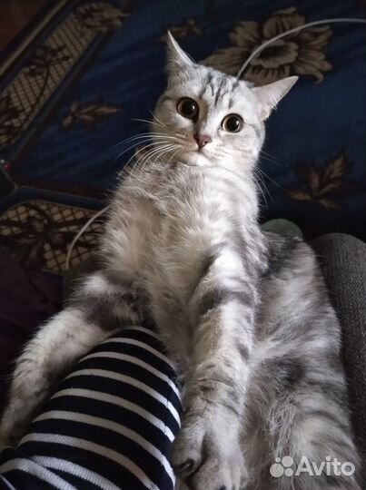 Кот мраморного окраса кастрированный