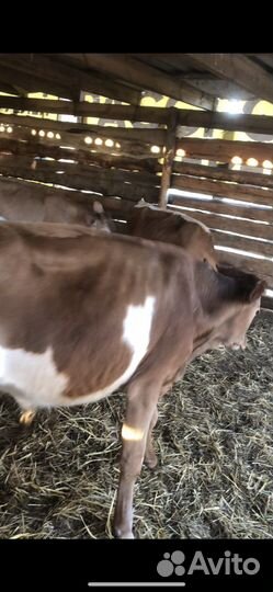 Коровы и телята