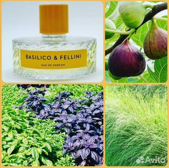 Basilico fellini распив