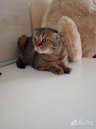 Кошки породистые бесплатно