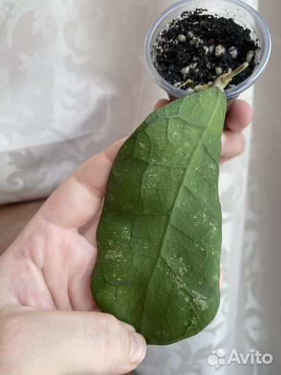 Хойя Лата Искандер, Клеменсиорум