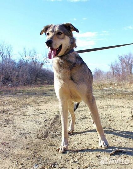 Собака Умка