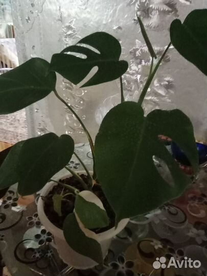 Кротоны,монстера