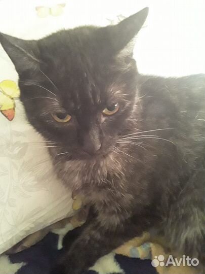 Кот бездомный