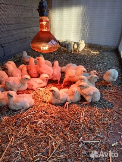 Цыплята бройлеры росс 308