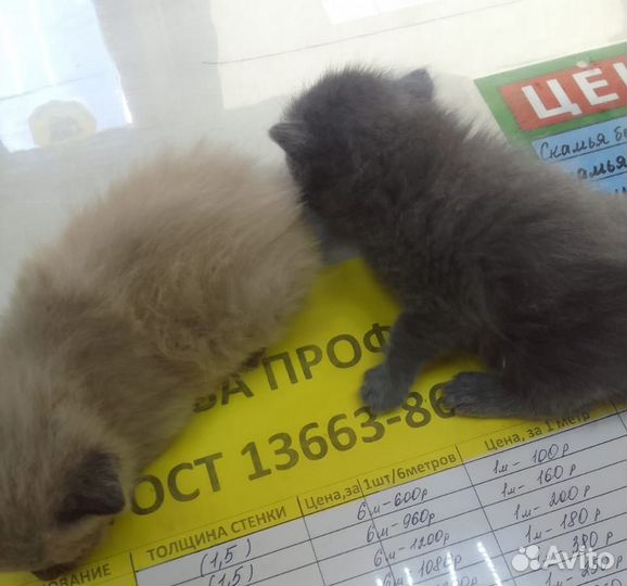 Котята