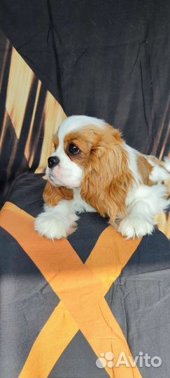 Щенки кавалер кинг чарльз спаниель