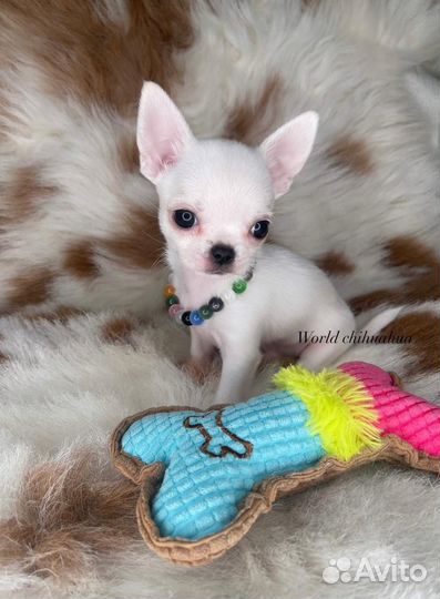 Микро Luxury Мальчик