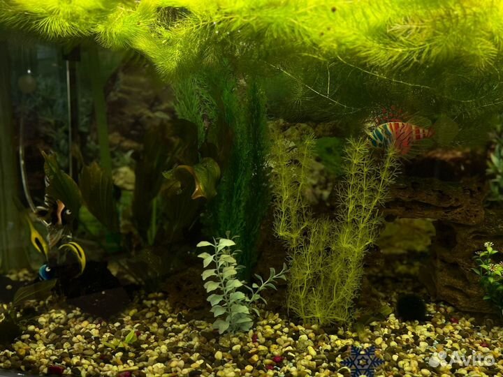 Аквариум 300 литров