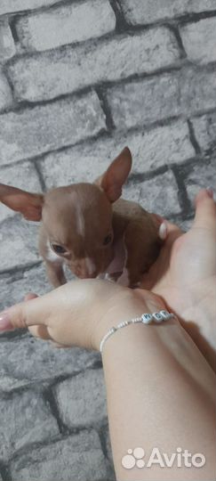 Щенки чихуахуа
