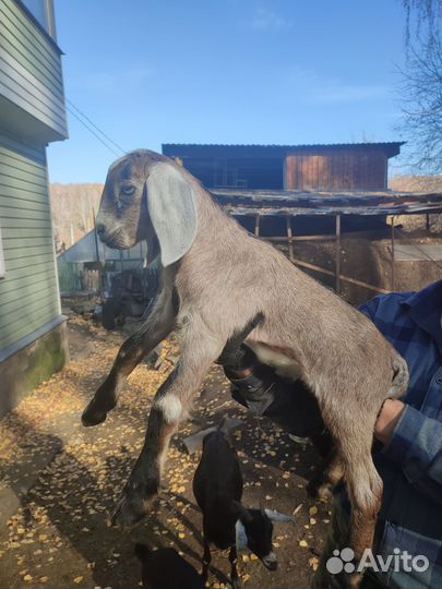 Камерунские и другие козы