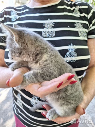 Котята