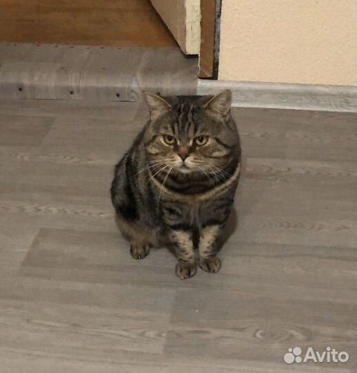 Ищем вислоухую невесту (вязка,случка)