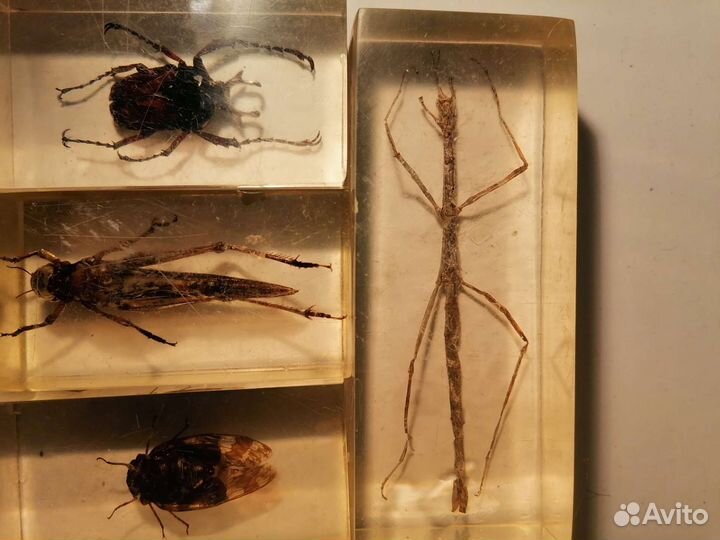 Насекомые в стекле, 4штуки