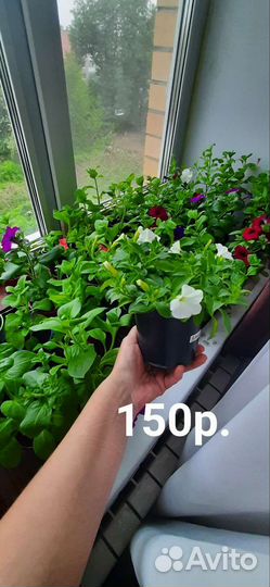 Рассада петунии