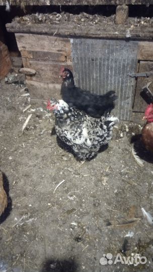 Куры несушки