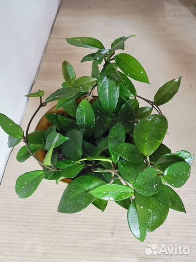 Хойя мясистая