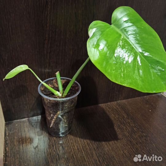 Комнатные растения