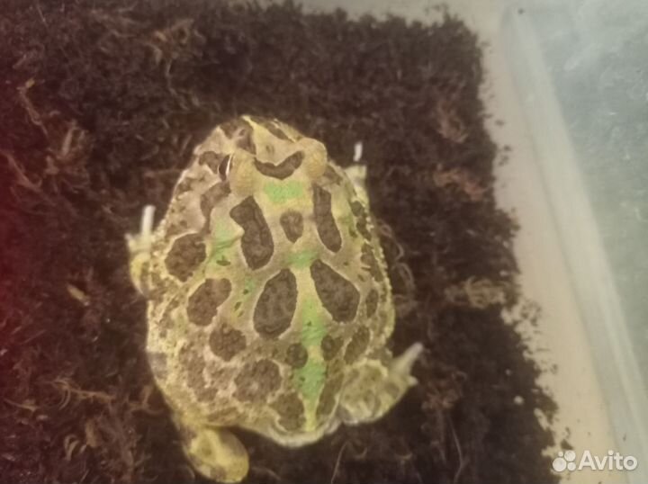 Жаба рогатка