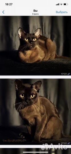 Котята европейской бурмы