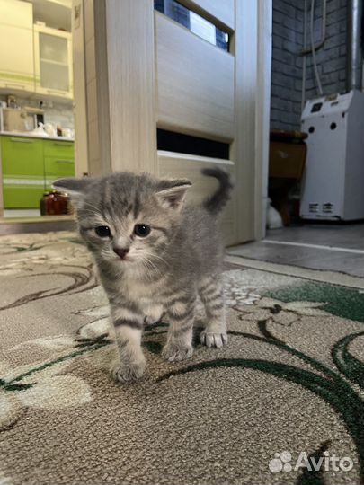 Отдам котёнка в добрые руки