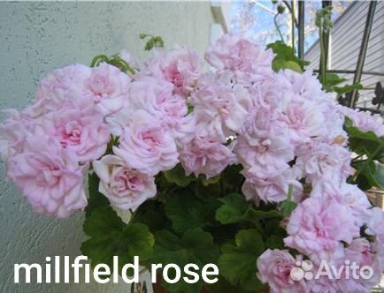 Пеларгония герань гибриды