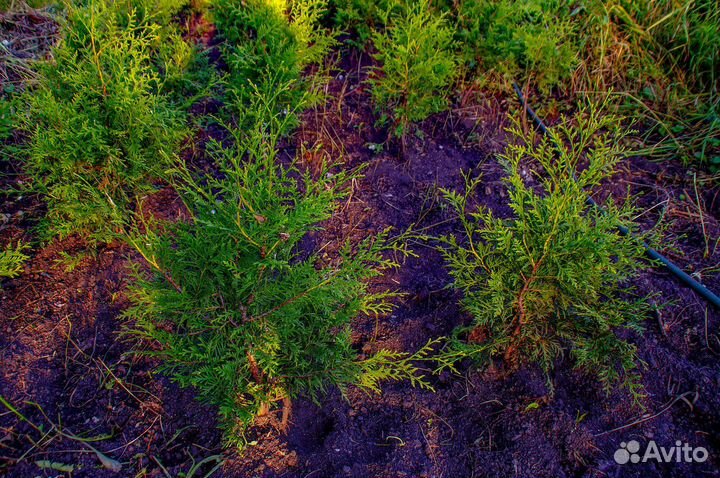 Туи для живой изгороди