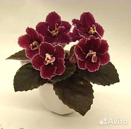 Листы сортовых мини фиалок