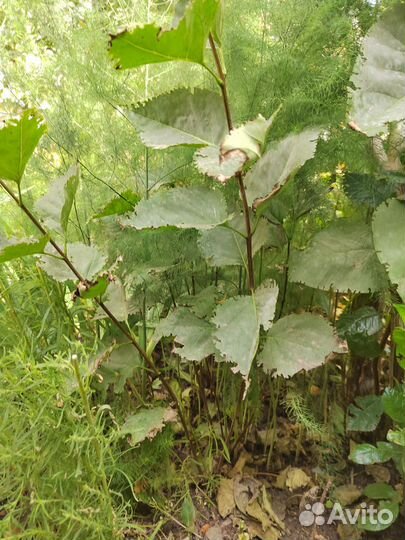 Сирень белая