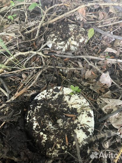 Грузди белые