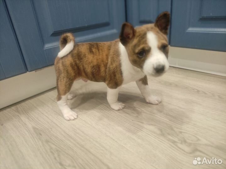 Щенки басенджи