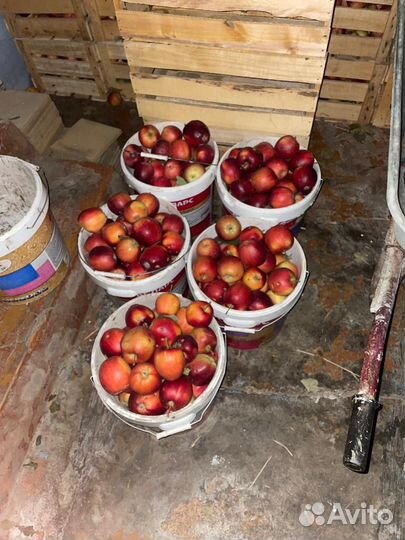 Яблоки сорт Моди