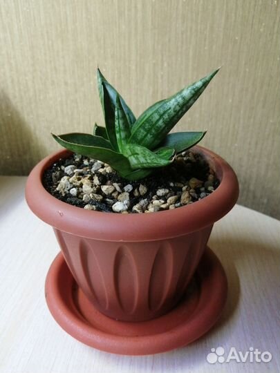 Сансевиерия Инти