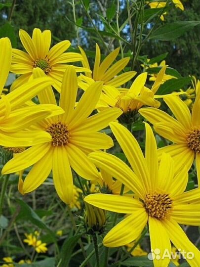 Садовые и домашние растения