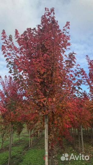 Клен красный Отом Флэйм/350-400 см о/с 8-10