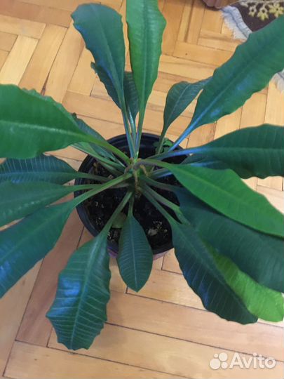 Молочай гребенчатый